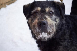 История о собаке, которая кормила  4 семьи в блокадном Ленинграде 